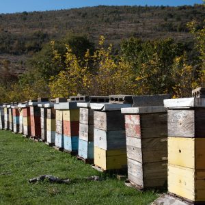 Beekeeping.