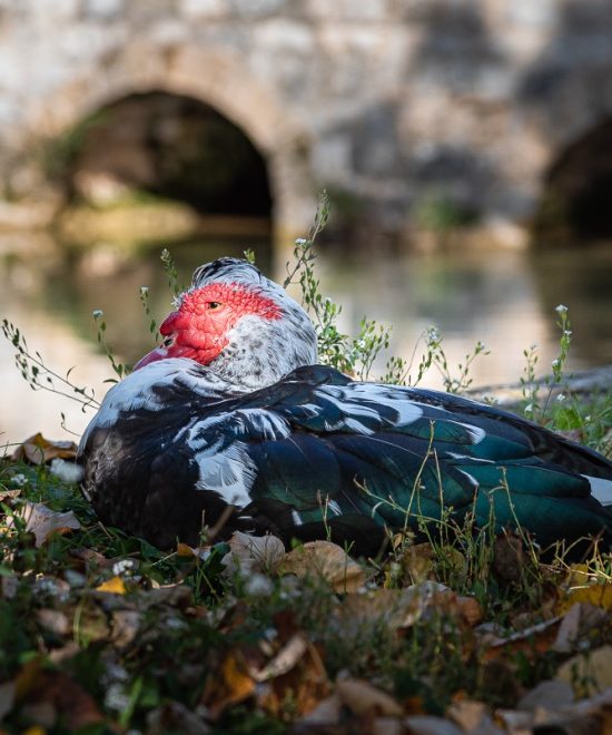 Duck on Bregava