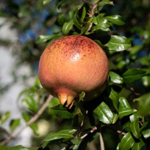 Pomegranate