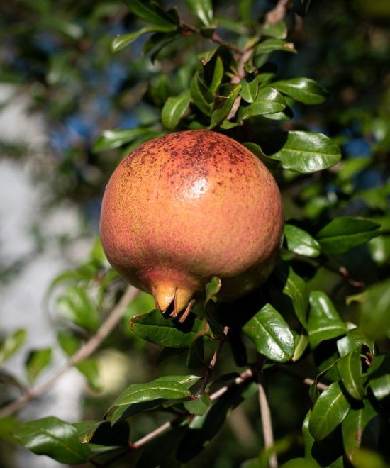 Pomegranate